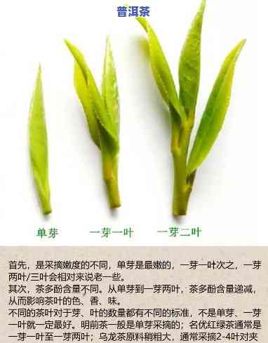 探究普洱茶一芽一叶品质：哪个更好？