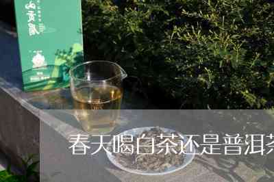 春天喝白茶还是普洱茶比较好一点