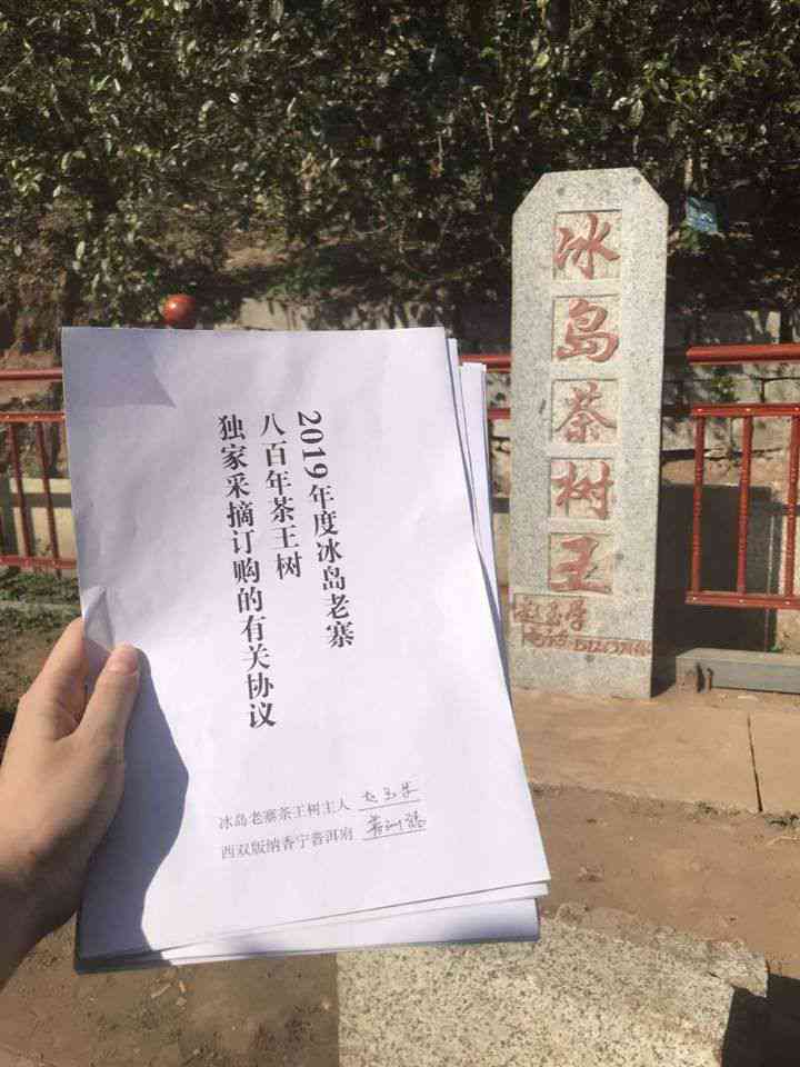 古树普洱茶在冰岛老寨的价格及购买指南