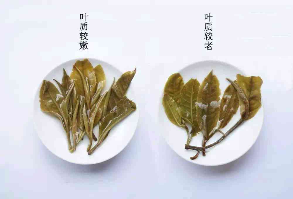 深度解析：掌握叶底特征，轻松辨别普洱茶叶的品质与好坏