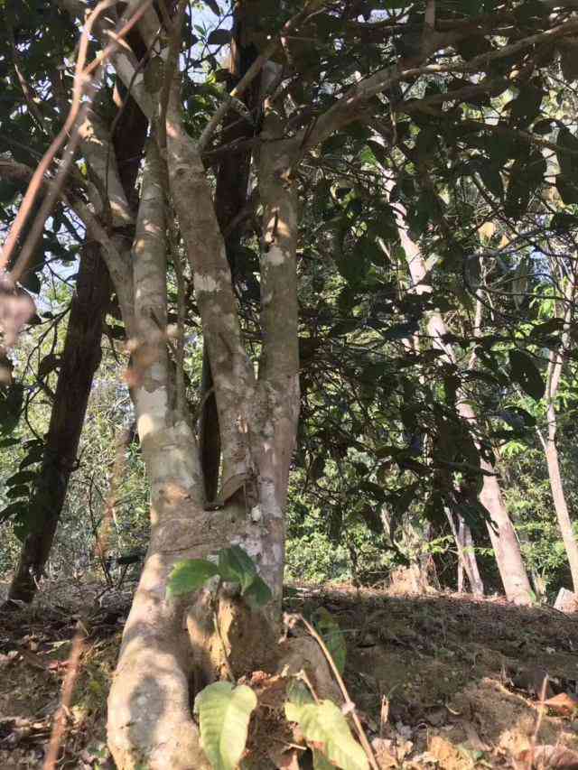 普洱茶碎片的品质与口感：一场味蕾的宴