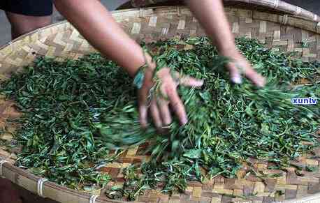 从原料采摘到成品制作的全流程：探究普洱茶的十二道独特工艺与品质保证