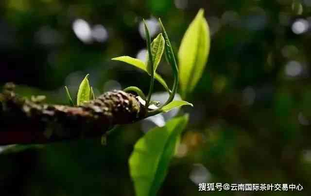 春尖茶的产地：肃、云南还是思？解答用户关于茶叶来源的疑问