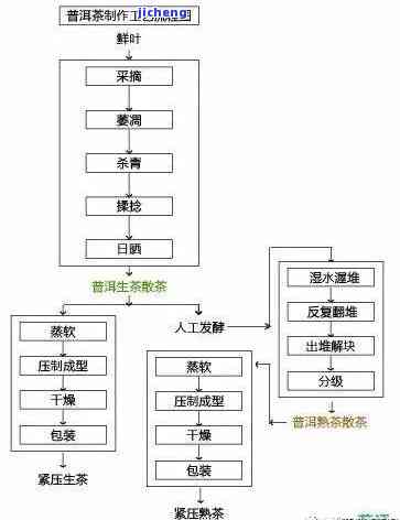 普洱茶制作的科学细节与完整流程详解