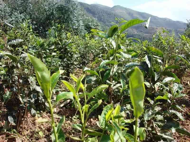 探索古树红茶与普洱茶的区别：从野生和古树特征谈起