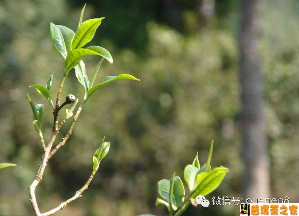 临沧茶区普洱茶香气探究：如何品鉴与鉴别？