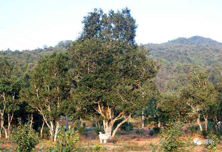 茶王坑普洱茶的产地及其特点：探寻云南古树茶的魅力