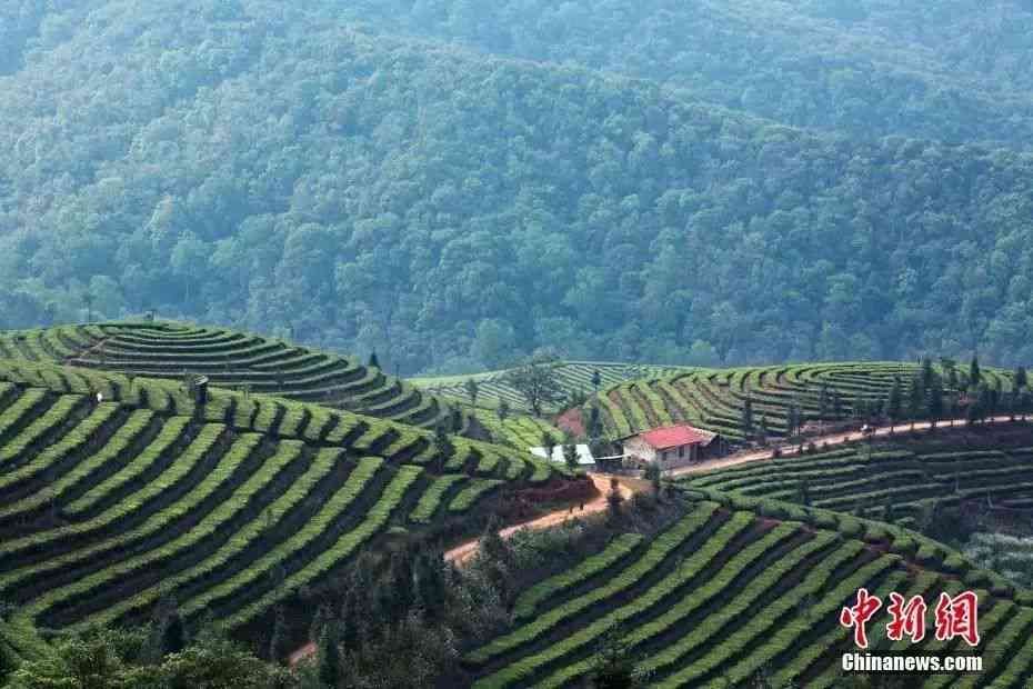 普洱茶的生态环境：品味自然与文化的完美融合