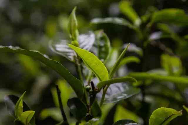 普洱茶的品质与生态环境有何关联？如何选择优质普洱茶？