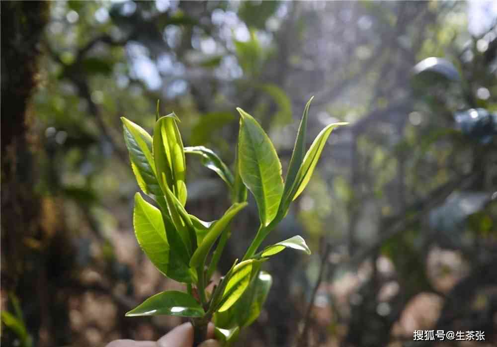 普洱茶的品质与生态环境有何关联？如何选择优质普洱茶？