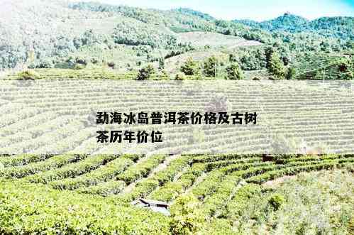 冰岛茶区普洱古树茶价格及批发优活动解析