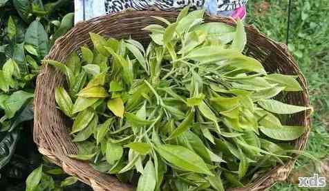 新综合措防治普洱茶竹壳虫，确保茶叶品质与产量