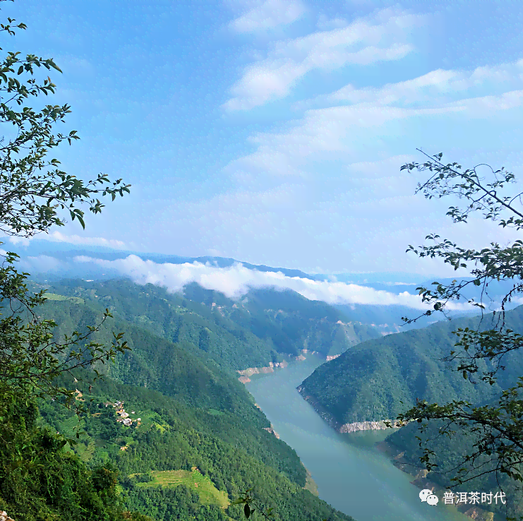 古树茶、普洱茶与云南大叶种茶树的关系：一种文化、生态与品质的综合解读