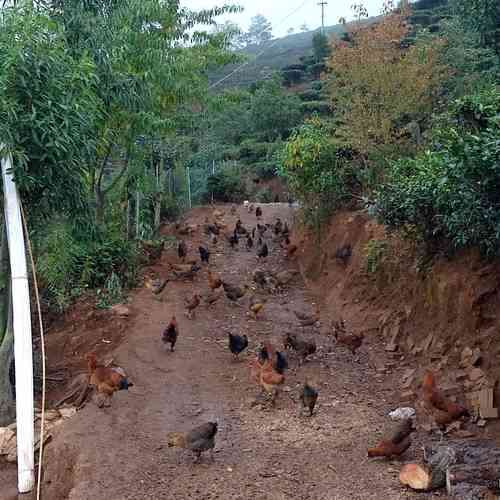 云南普洱土鸡养殖合作电话、地址及相关信息