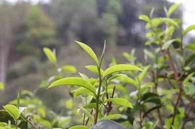 天福茗茶布朗山普洱茶价格：900克熟砖与75克饼价格表