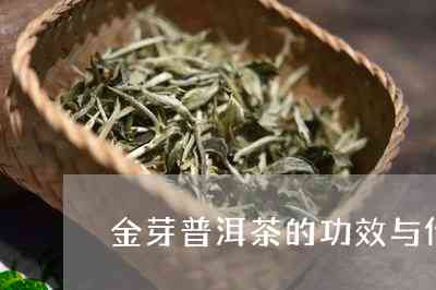 普洱茶大金芽的功效、作用及禁忌详解：大金芽普洱茶的独特价值