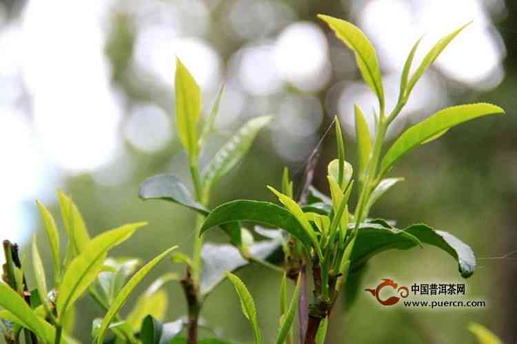 2019年普洱茶春茶价格，品质，最新行情——了解真实的春普洱茶世界