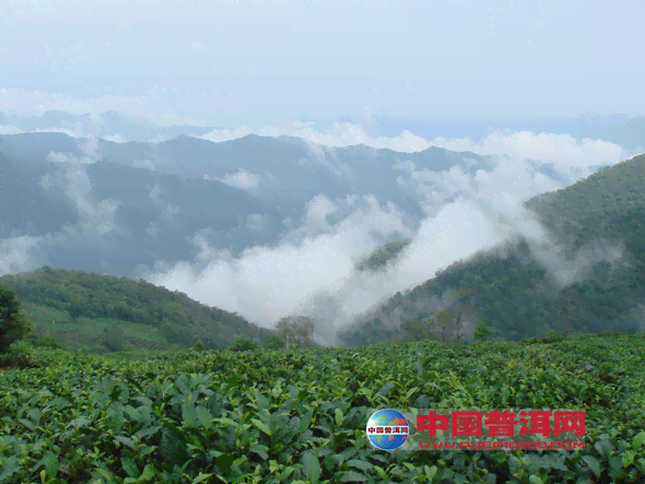 凤山普洱茶哪个山头的味道最令人醉？