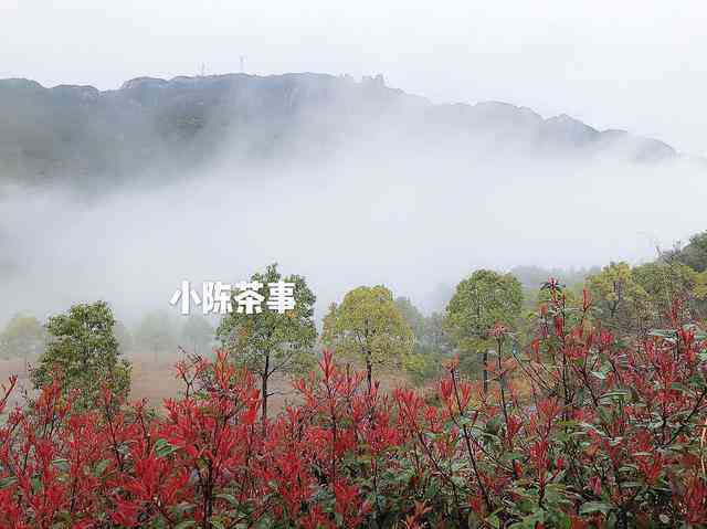 普洱茶春采摘时间表格