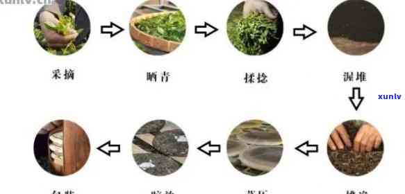 探究普洱茶制作工艺：详细步骤与关键环节分析