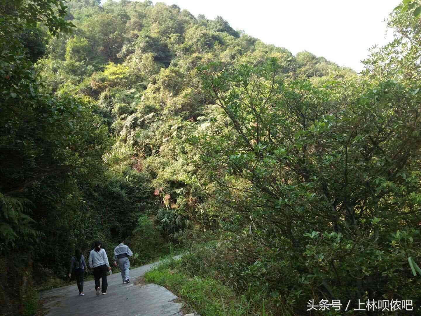 云南雀之乡的珍贵普洱茶：3000克熟茶品尝体验