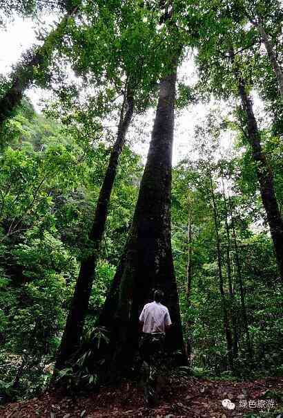 云南平河古树：历、文化、生态及旅游资源的综合解析