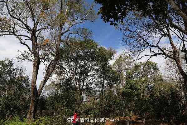 云南平河古树：历、文化、生态及旅游资源的综合解析