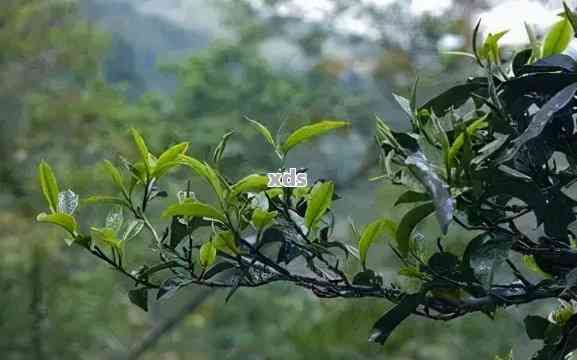 大理原生态普洱茶：古树韵味，山野风情的醇香之选