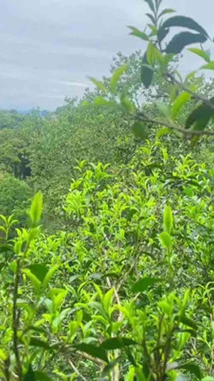 雨林普洱茶怎么加盟的呢