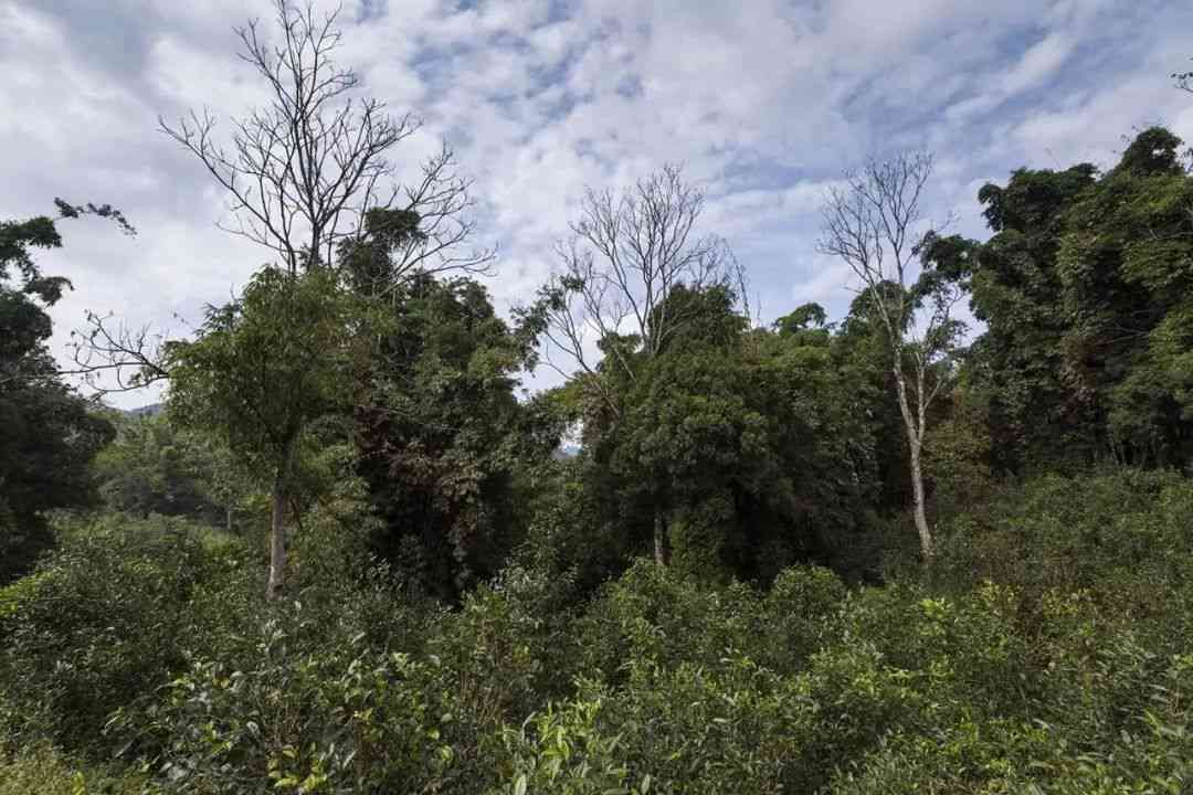 普洱茶利润空间有多大，现在和过去的情况如何？