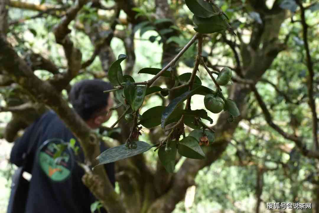 古树普洱茶帕沙的独特魅力：一份跨越产地与口感的探索