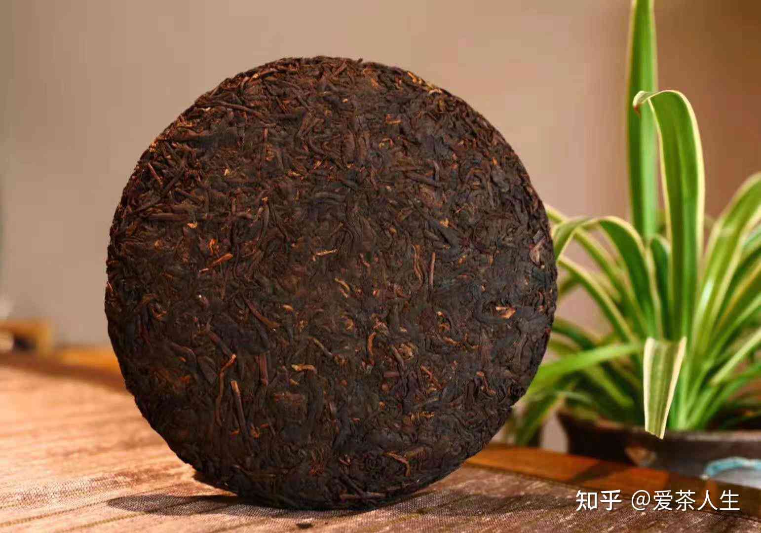 你认为的普洱茶是什么茶