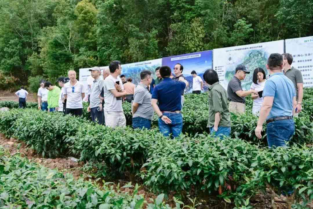 普洱茶泡出来的世界：一种文化、情感与生活的融合