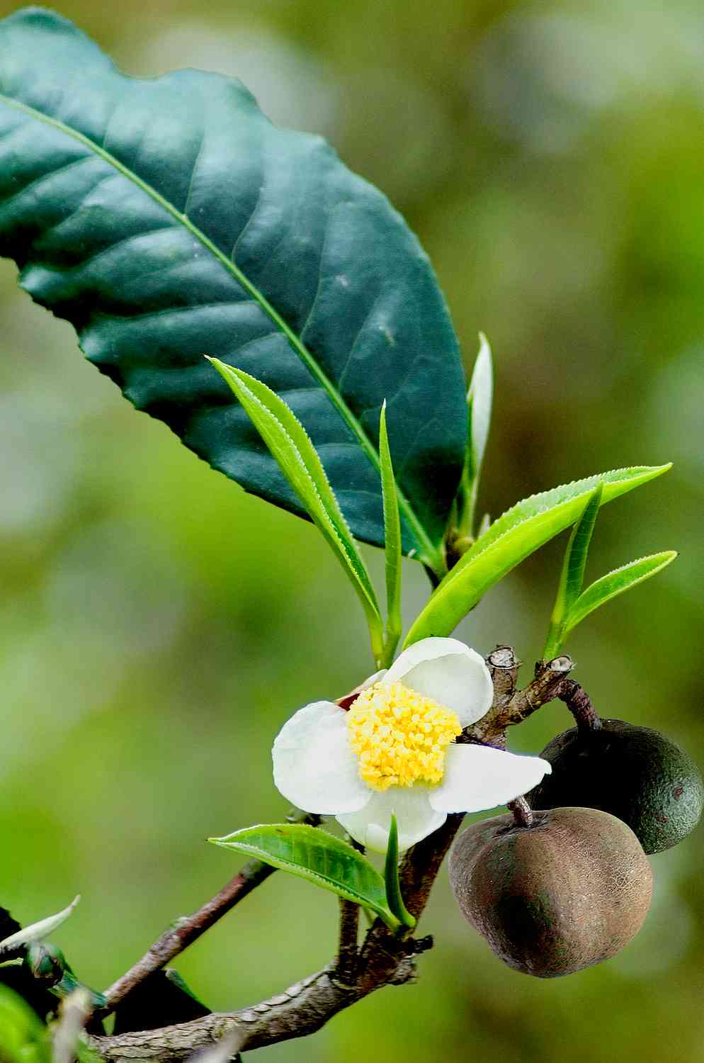 普洱茶之王：探究最香的普洱茶品种及其制作工艺