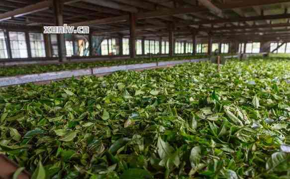 版纳普洱茶加工厂位置与价格，招聘信息及电话，版纳产区普洱茶公司简介