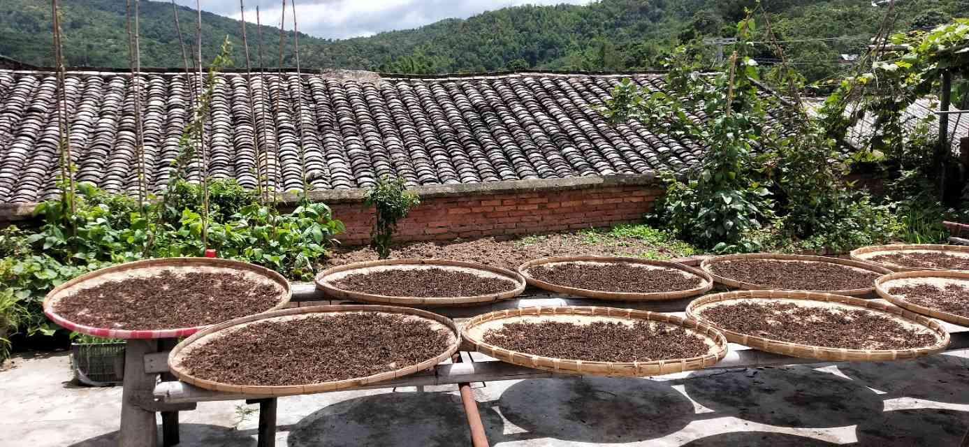 版纳普洱茶加工厂在哪里