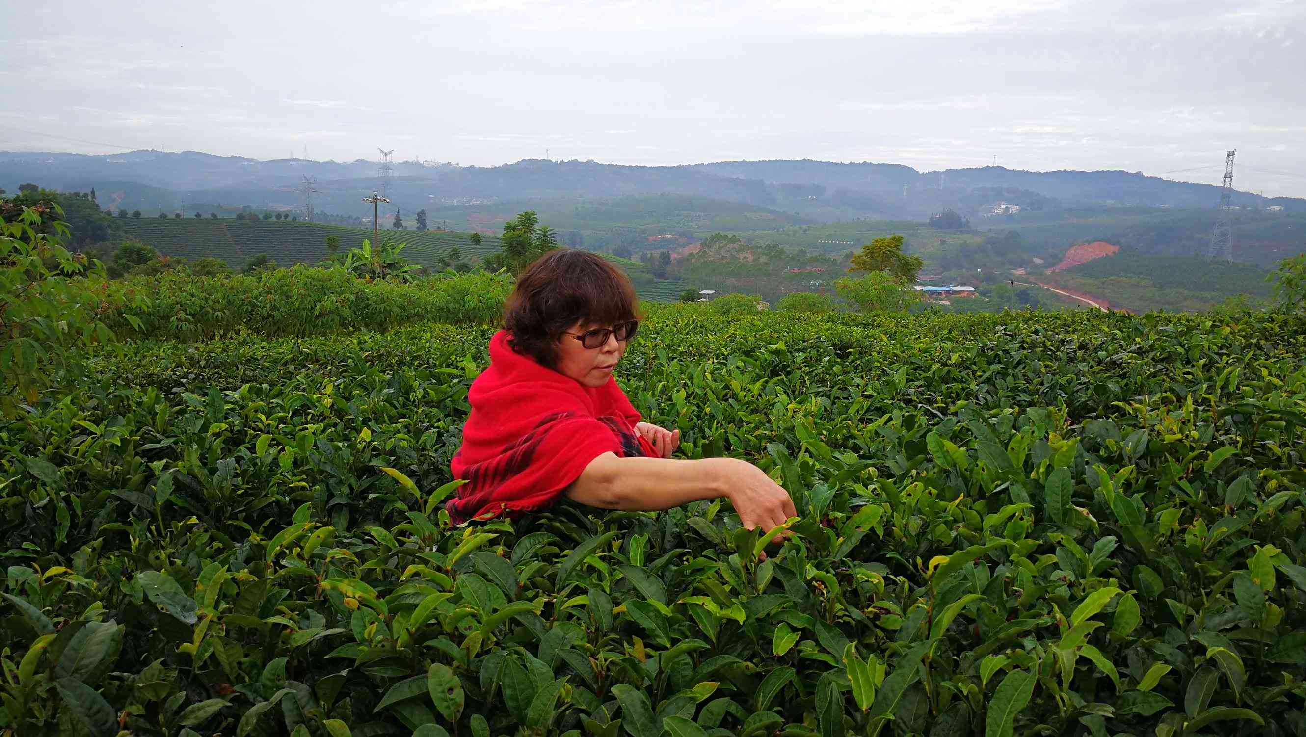 版纳普洱茶加工厂在哪里