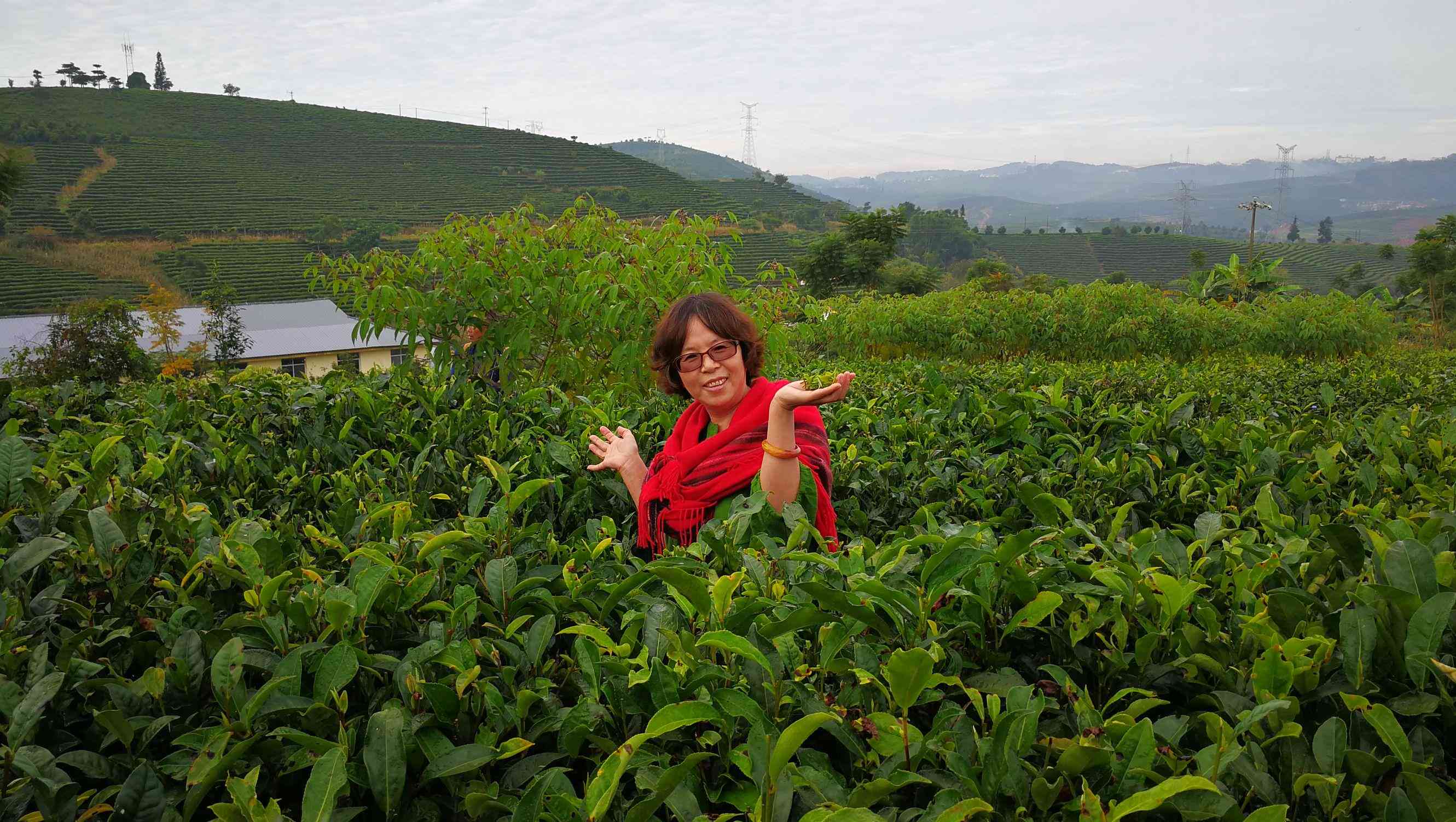 版纳普洱茶加工厂在哪里