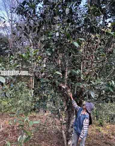 桃子山普洱茶：品种、产地、口感、功效与品鉴技巧全方位解析