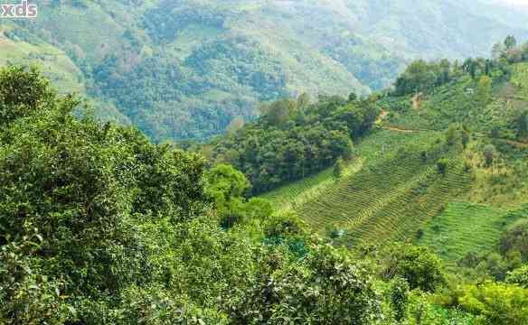 困鹿山普洱茶的产地、品种以及品质特点全面解析