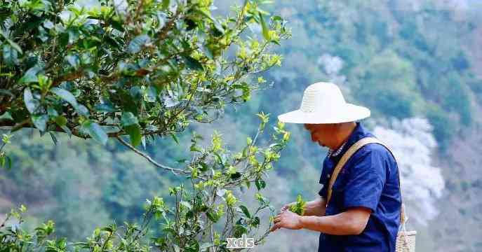 易武古树茶的产地探寻：弯的独特魅力与普洱茶文化深度融合