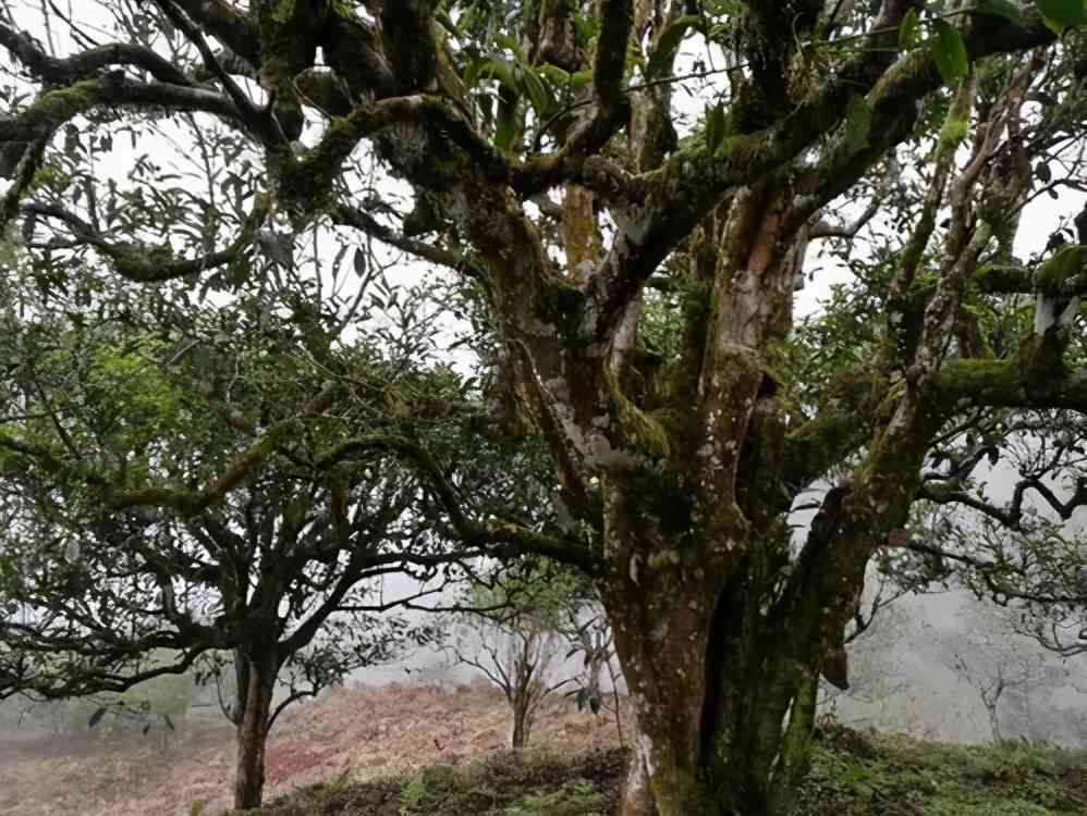 云南普洱2007年份茶饼：珍藏古树韵味，尽显岁月沉淀，品鉴高端茗茶之美