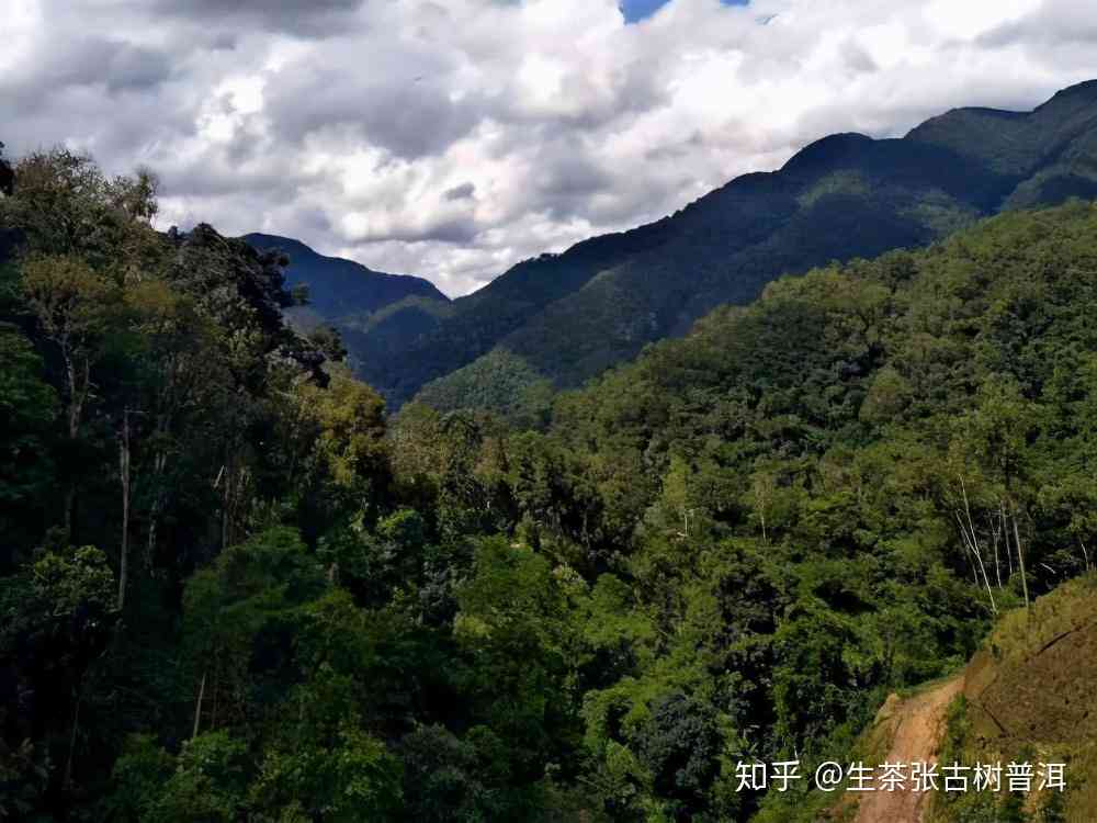 丁家寨源自深山的味道普洱茶生茶357g:古树之韵，山野之气