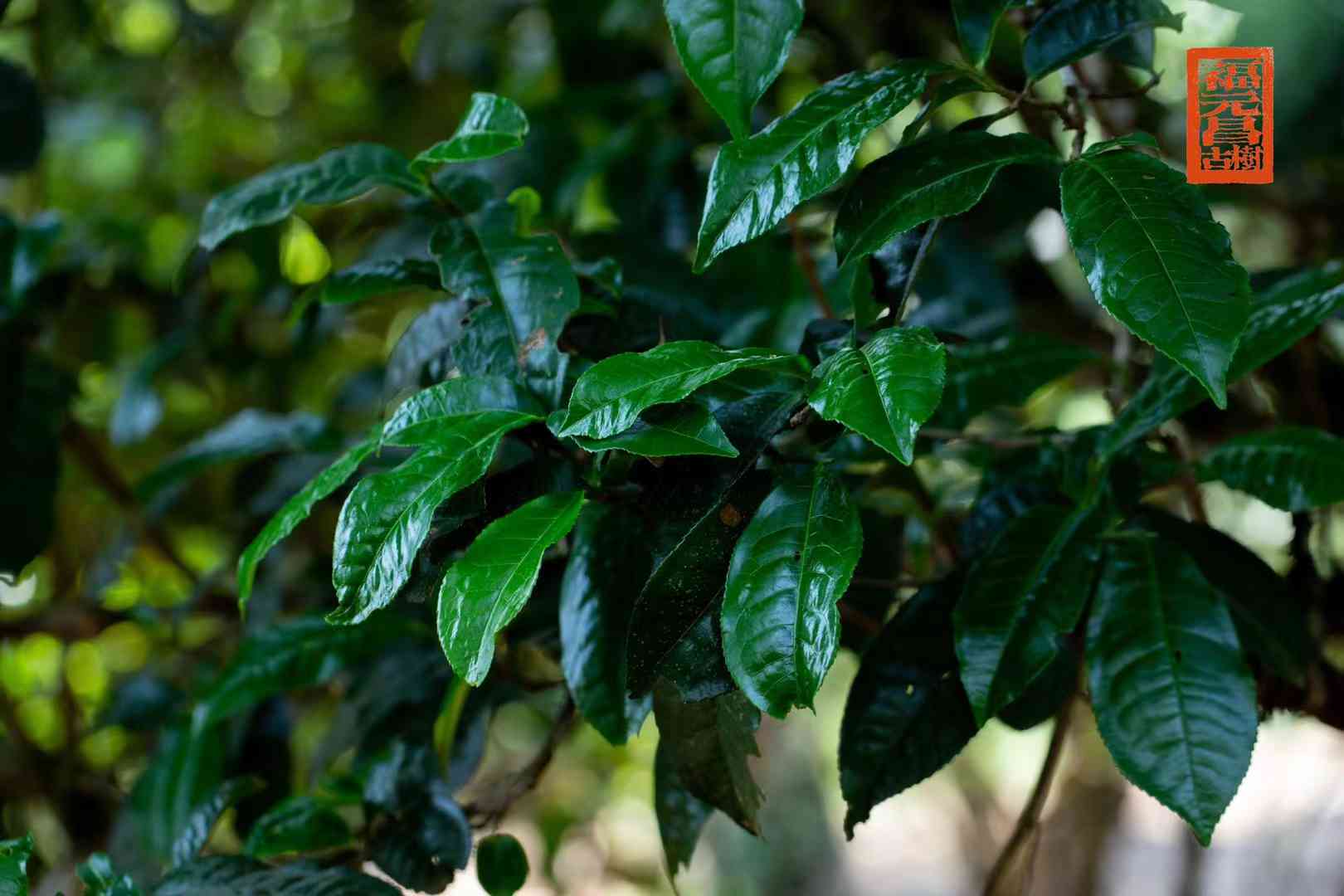 普洱茶爱好者的性格特点及其健益处