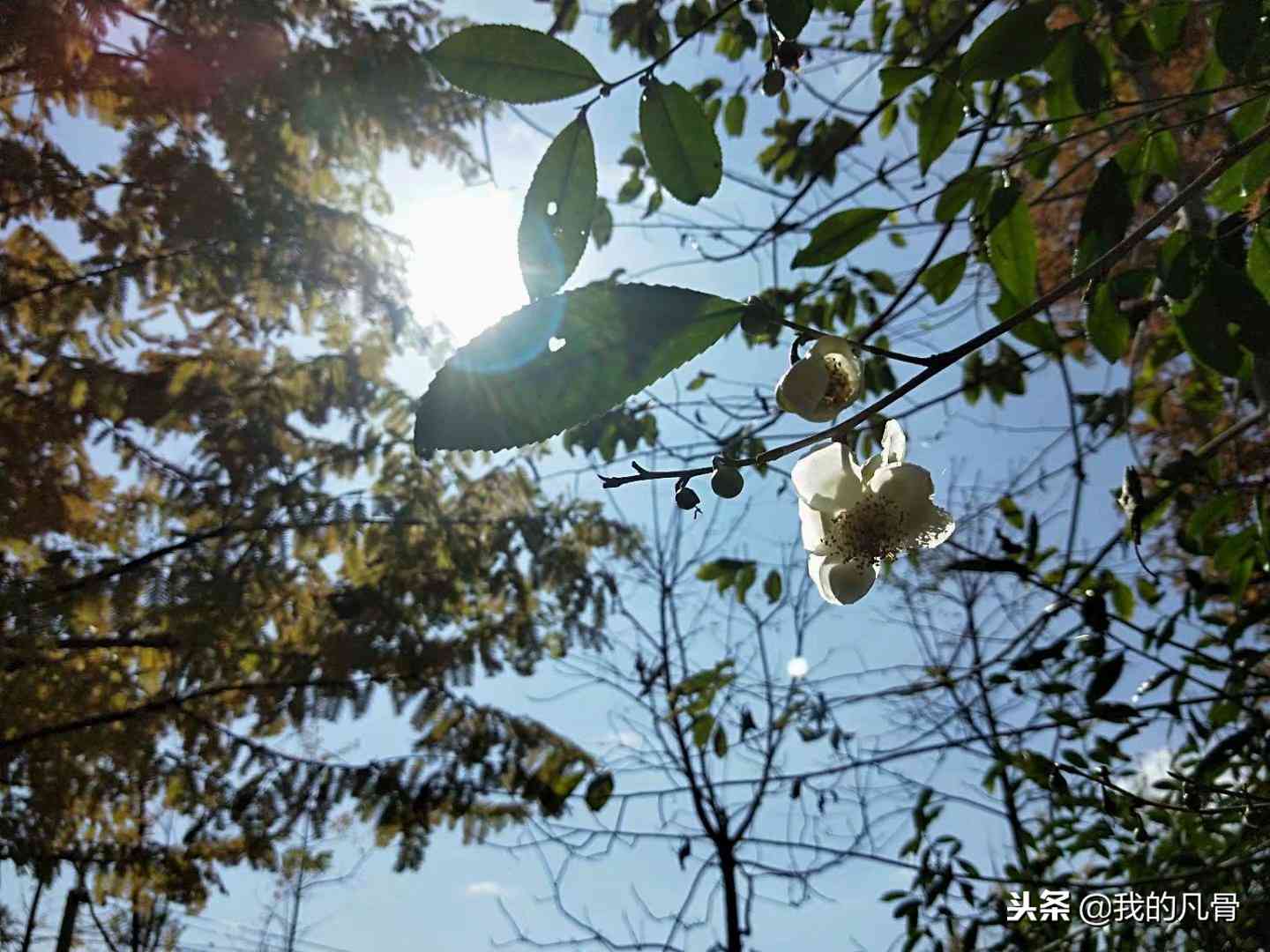 新 探秘普洱茶的魅力：主播小雪揭示真假之间的微妙区别