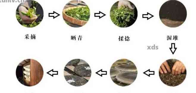 卖普洱茶的小渣渣：制作工艺与原料解析