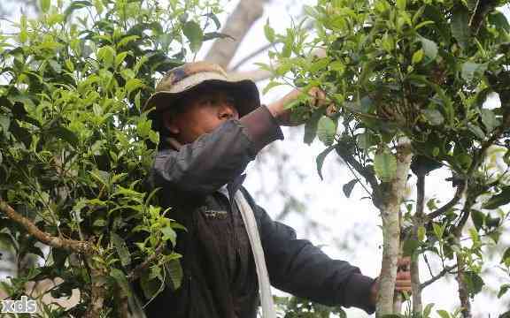 普洱茶研究者：深入探索普洱茶的奥秘与魅力