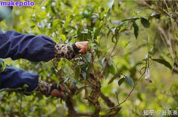 普洱茶研究者：深入探索普洱茶的奥秘与魅力