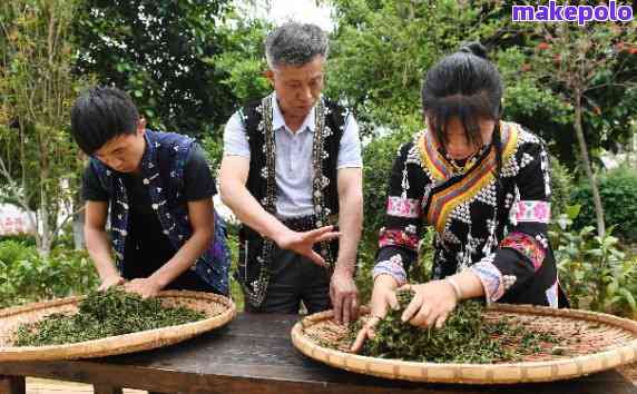 普洱茶研究者：深入探索普洱茶的奥秘与魅力