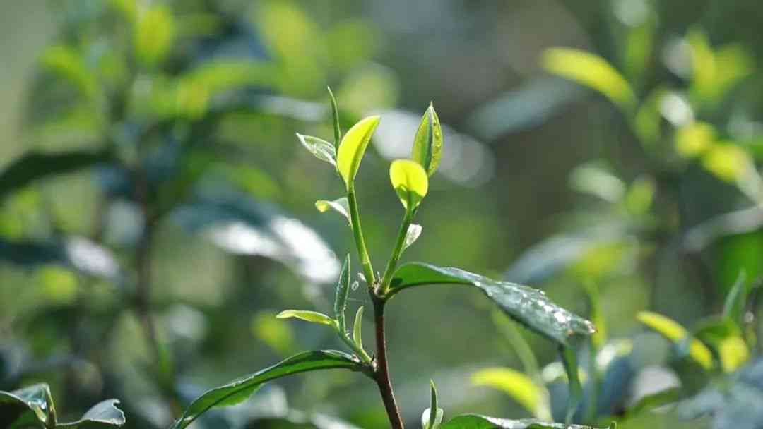 云南普洱茶春茶正宗冰岛茶叶价格分析：一斤多少钱？